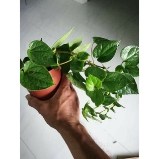 Cây trầu không, cây giống, trầu nhai lá