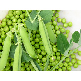 20g Hạt giống Đậu Hà Lan (Lấy Hạt)   