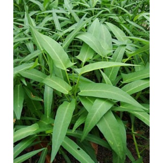 100g - Rau muống cạn