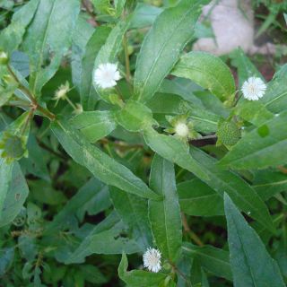 Cây cỏ mực (cỏ nhọ nồi )