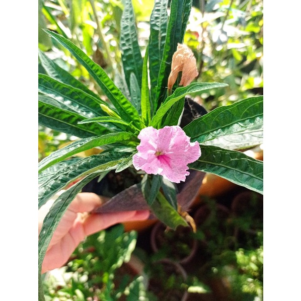 Dạ yến thảo mexico cho hoa quanh năm