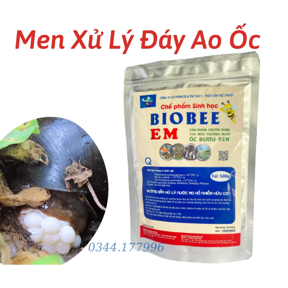 Men vi sinh xử lý nước - xử lý đáy ao nuôi ốc bươu đen, ốc nhồi BIOEM