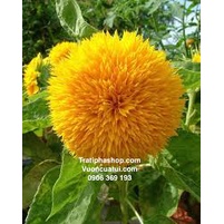 ( HOT ) Hạt giống hoa hướng dương lùn kép 30 hạt