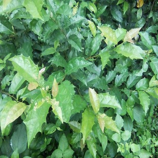 Combo 5 Cây giống xạ đen