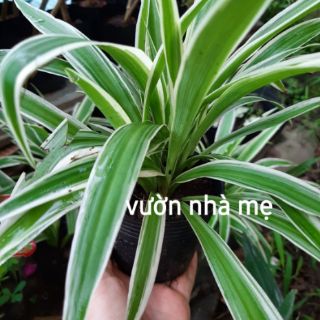 Bụi cây mẫu tử ( cỏ nhện) gồm nhiều cây, thanh lọc không khí