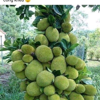 Mít Thái Ruột Đỏ Sơ Đỏ