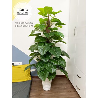 Cây trầu bà leo cột cao 1m6 - 63 lá, cây giả decor