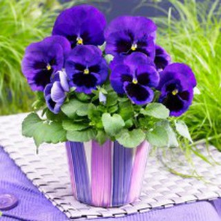 Hạt giống Hoa Viola xanh