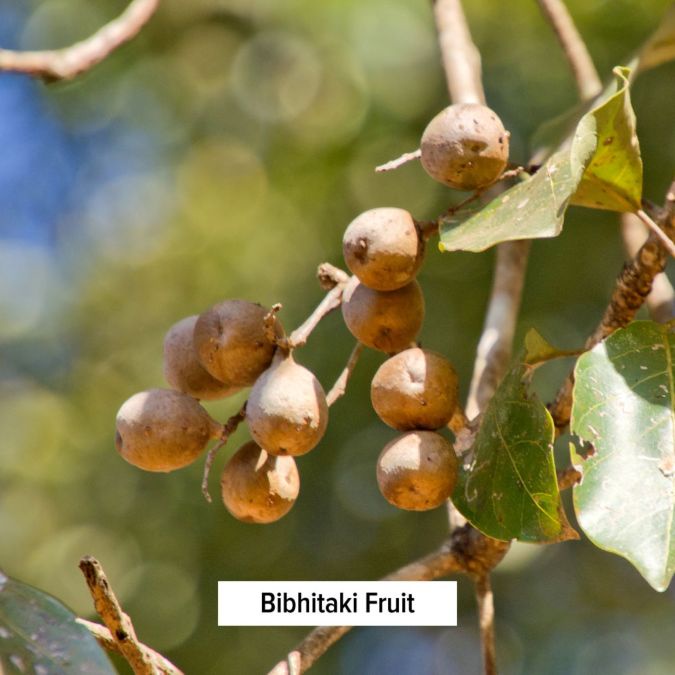 Healthy Kapha - Phục hồi và duy trì kapha cân bằng