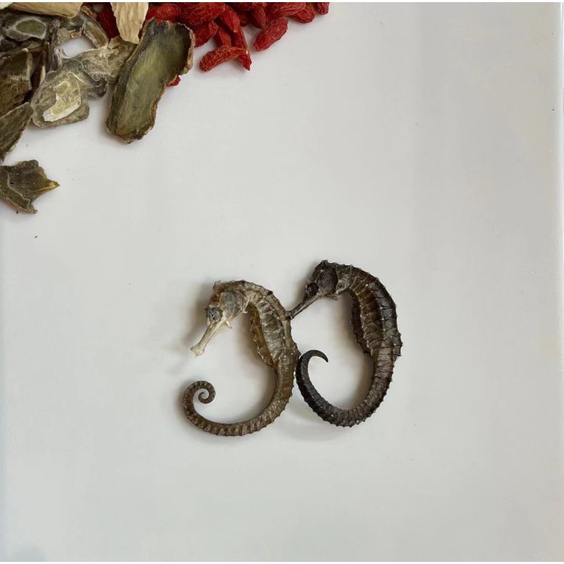 Set Canh Hải Mã Điền Thất ( tăng chiều cao ) | BigBuy360 - bigbuy360.vn