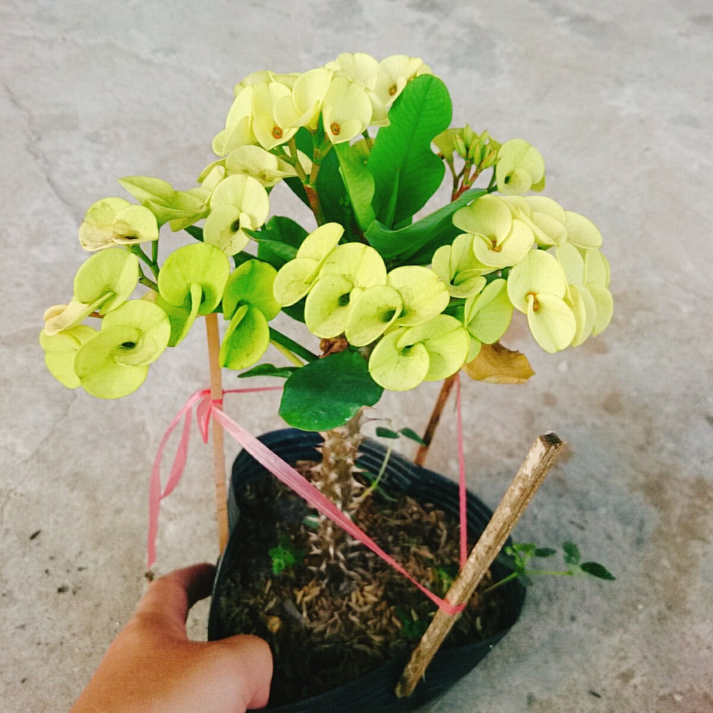 Combo 4 cây xương rồng bát tiên