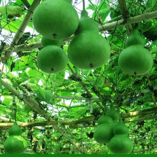HẠT GIỐNG BẦU HỒ LÔ 1gr 