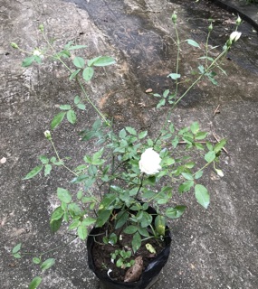 Cây hồng bạch ho cao 40cm