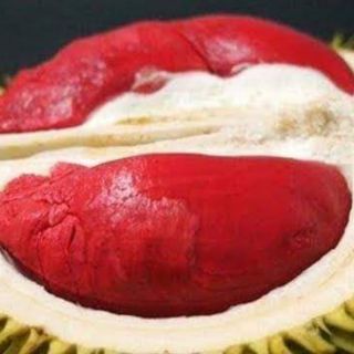 Cây giống sầu riêng ruột đỏ