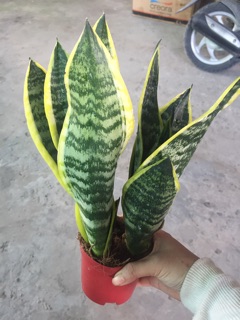 LƯỠI HỔ THÁI CHẬU 3 CÂY