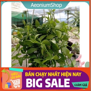 Cây Hạt Dưa Xanh Chậu Treo - Dischidia Oiantha