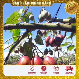 Hạt giống cà chua thân gỗ(4 hạt)