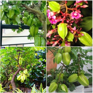 Hạt giống khế chua - gói 5 hạt (TẶNG gói kích thích hạt nảy mầm)