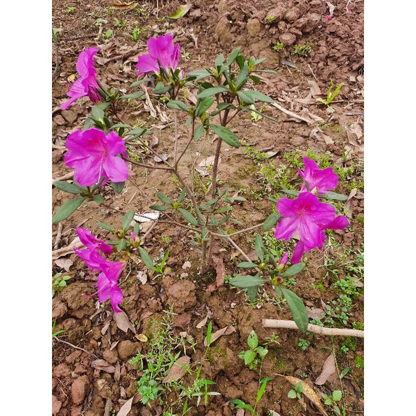Đỗ Quyên 1 cây  đang hoa