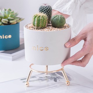 Chậu Cây Dễ Thương Trồng Sen Đá, Trang Trí Bàn Làm Việc / Sân Vườn / Nhà Cửa / Văn Phòng