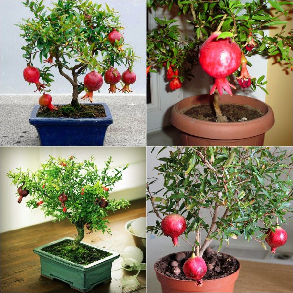 15 Hạt giống Lựu lùn Siêu trái (tặng gói Kích nẩy mầm và Hướng dẫn)