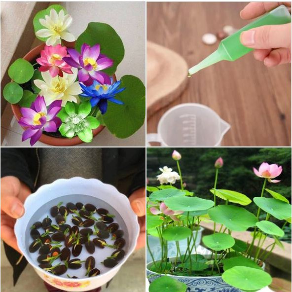 COMBO Hạt giống sen Nhật Mini mix màu ( Gói 5 hạt + 1 chậu trồng sen + 1 chai dinh dưỡng thủy canh )