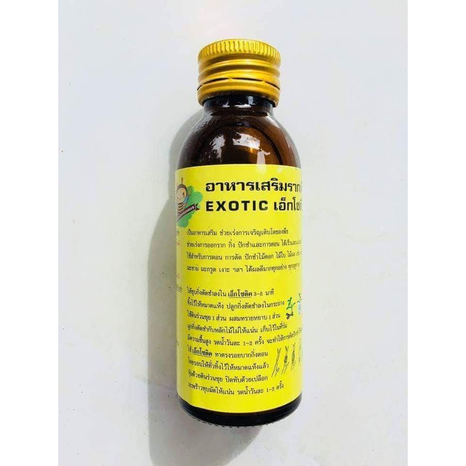 Siêu Kích rễ thái Exotic