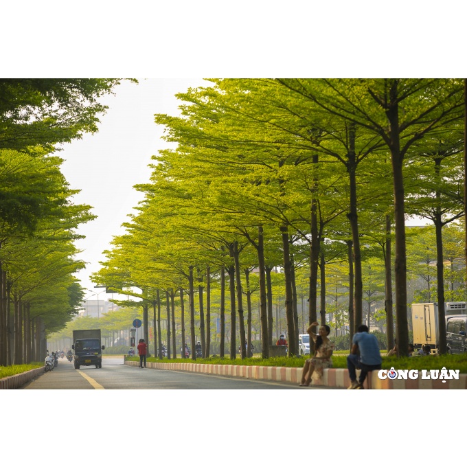 Cây Bàng Đài Loan - cây cảnh sân vườn - caykiengsadec