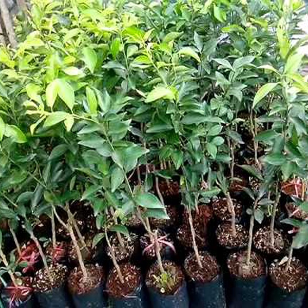 Cây quýt đường Thái không hạt siêu sớm