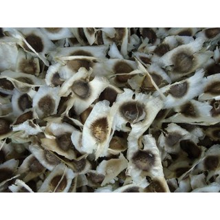1kg hạt giống chùm ngây