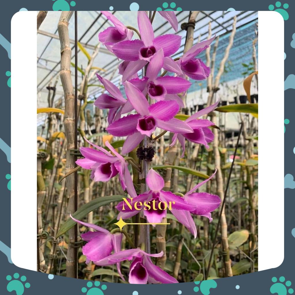 [Có bảo hành] trầm nestor hoa chớp hồng cao 10-15 cm hàng ươm kie rất đẹp