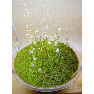 Cỏ giấy thuỷ sinh, bán cạn, - Utricularia graminifolia trải nền
