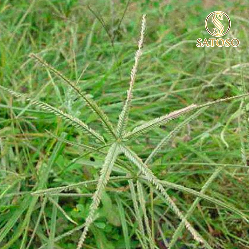 Cỏ mần trầu khô thơm sạch giúp mượt tóc, mát gan, lợi tiểu SATOSO 1kg SA73