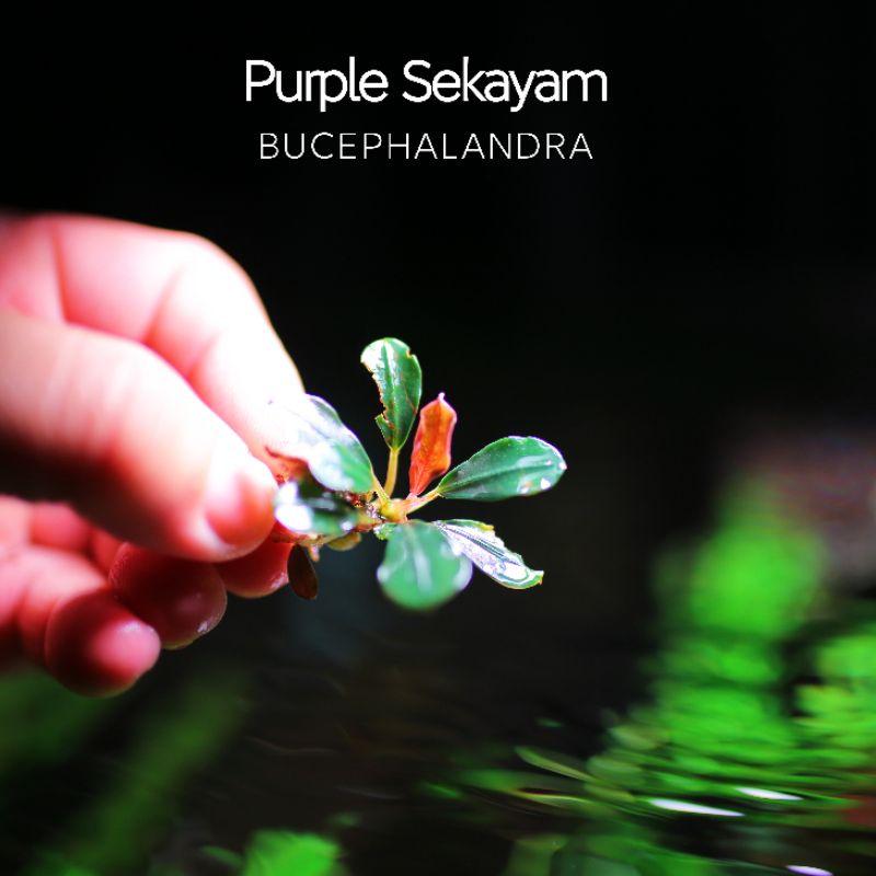 Purple Sekayam | Cây thủy sinh siêu tím | Hàng ngọn | lá cạn