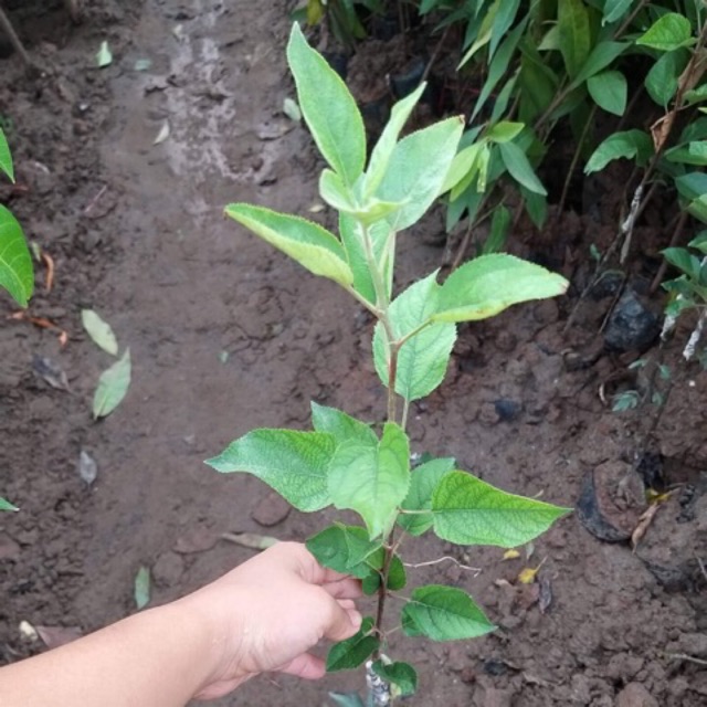 Cây giống táo đỏ ruột đỏ