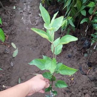 Cây giống táo đỏ ruột đỏ