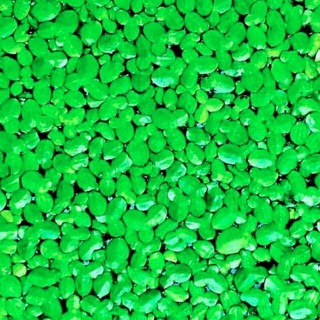 Bèo tấm(100 cây)