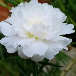 25cành hoa 10h màu trắng