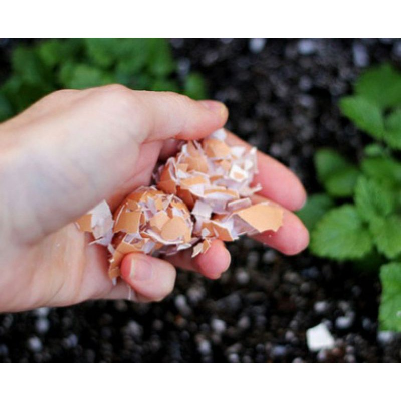 VỎ TRỨNG, Bột Vỏ trứng ĐÃ XỬ LÝ Cho Pet, BóN CÂY XANH, RAU