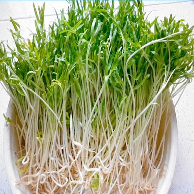 Hạt Giống Rau Mầm Rau Muống - Hạt Giống Rau Mầm TH Garden Cao Cấp Giàu Dinh Dưỡng, Dễ Trồng, Tỷ Lệ Nảy Mầm Cao