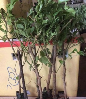 Hoa giấy thái leo tường