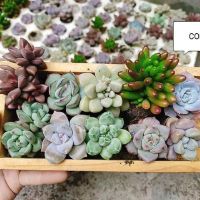 10 sen đá +10 chậu đất nung trơn 7*7