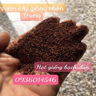Hạt giống Bạch đàn (Khuynh Diệp)