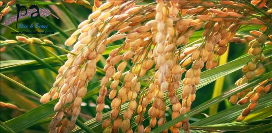 Gạo nếp cái Hoa Vàng ĐB- Vinaseed