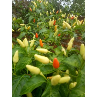 Cây ớt xiêm nếp siêu quả bắt đầu ra nụ