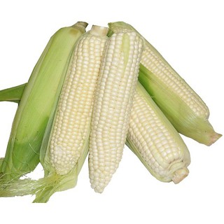 SIÊU RẺ - Bán Hạt giống BẮP NẾP NÙ CAO SẢN TN-211 ( Wax Corn ) nhập khẩu hàng chuẩn. hàng nhập khẩu.
