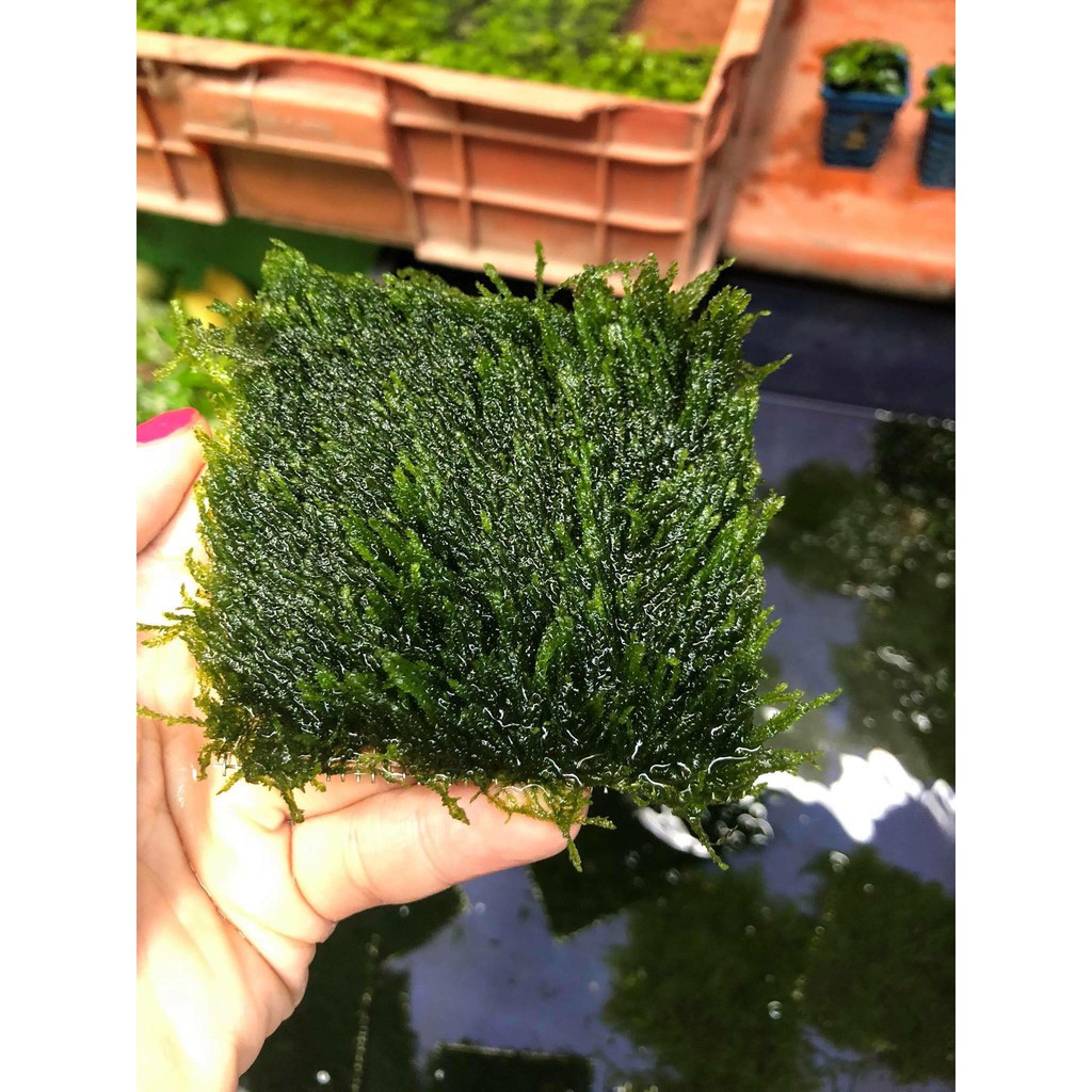 Rêu Flame thủy sinh