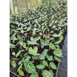 Alocasia watsonniana