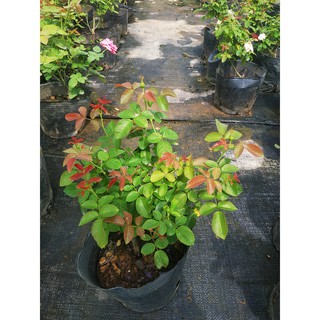 Combo 3 hoa hồng Juliet đang mầm đẹp _ tặng phân bón cho hoa hồng