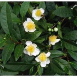 Gốc Chè cổ Bonsai 15-25 năm [Siêu sạch]